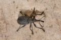 Ischnopterapion loti
